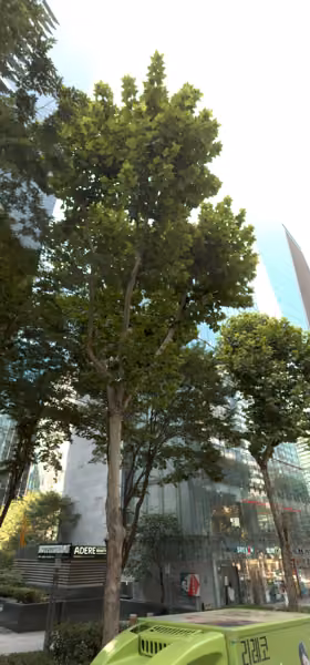 tree photo