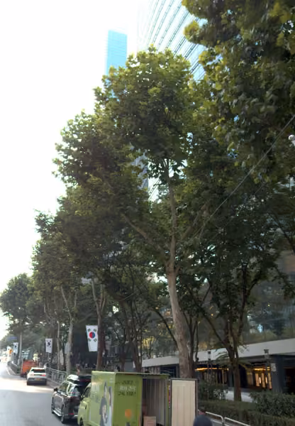 tree photo