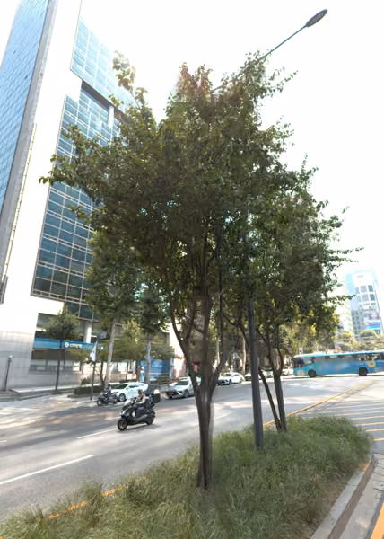 tree photo