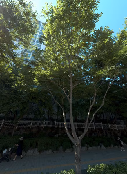 tree photo
