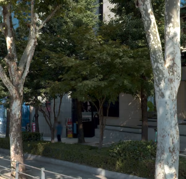 tree photo
