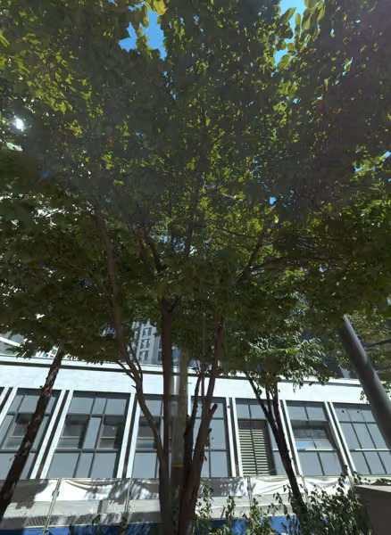 tree photo