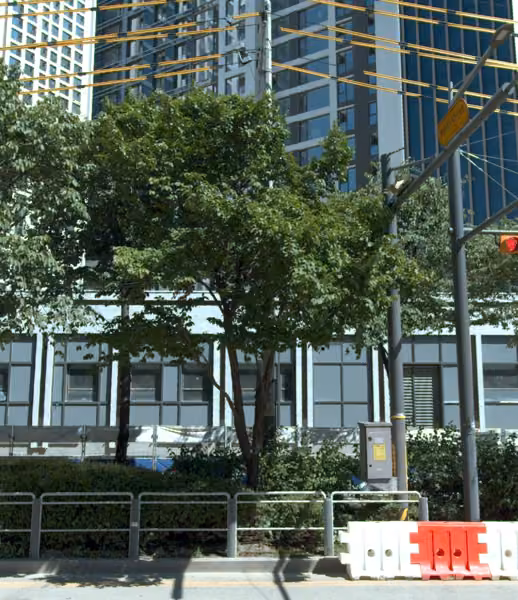 tree photo