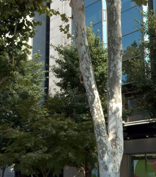 tree photo