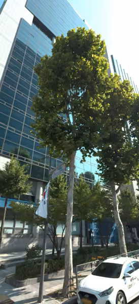 tree photo