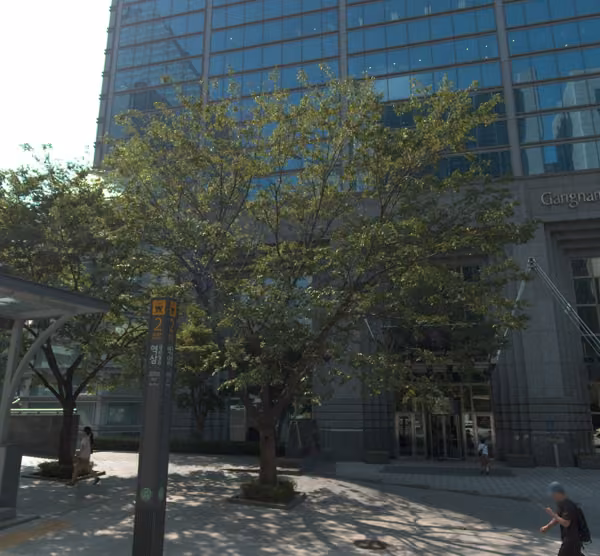 tree photo