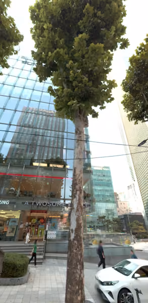 tree photo