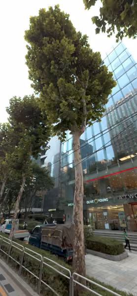 tree photo