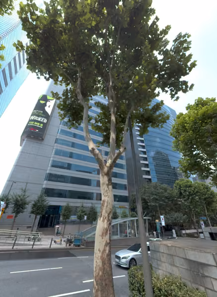 tree photo