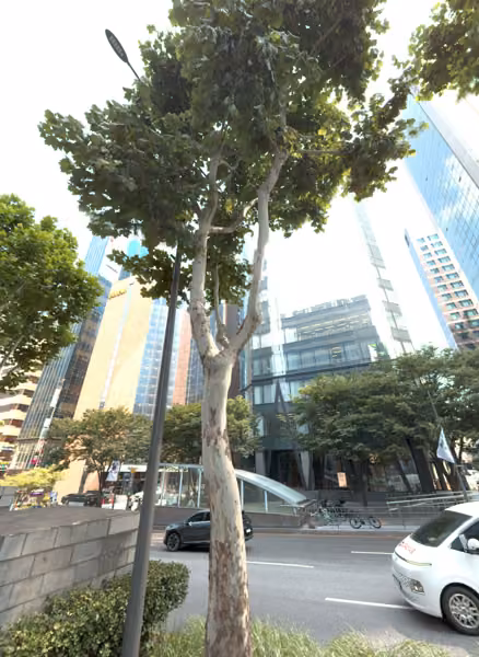 tree photo