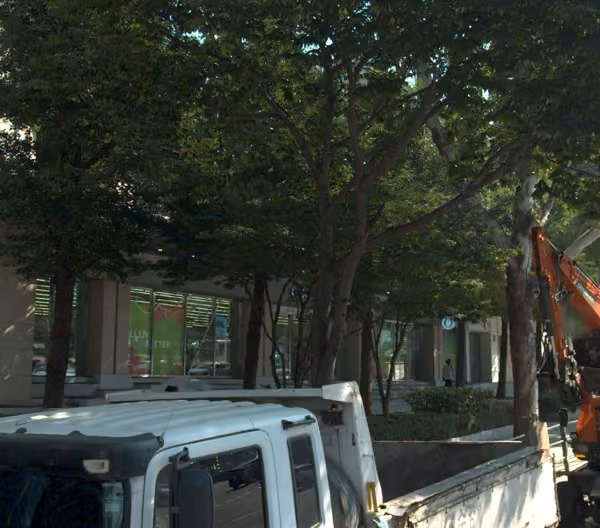 tree photo