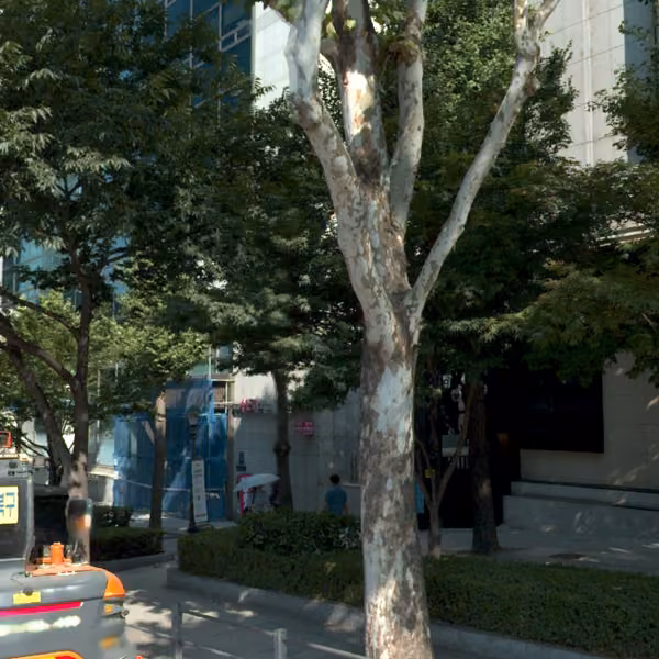 tree photo
