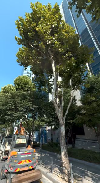 tree photo