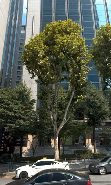 tree photo