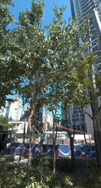 tree photo