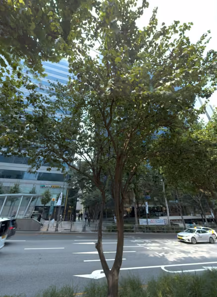 tree photo