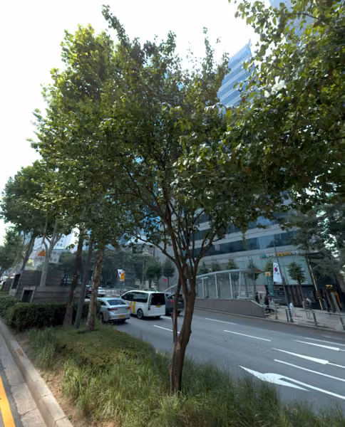 tree photo