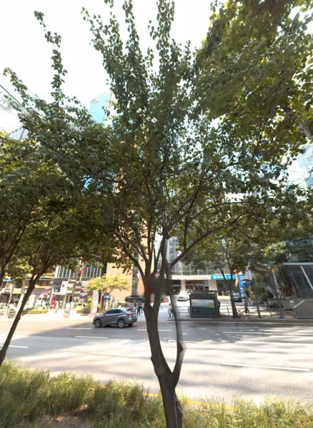 tree photo