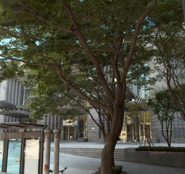 tree photo