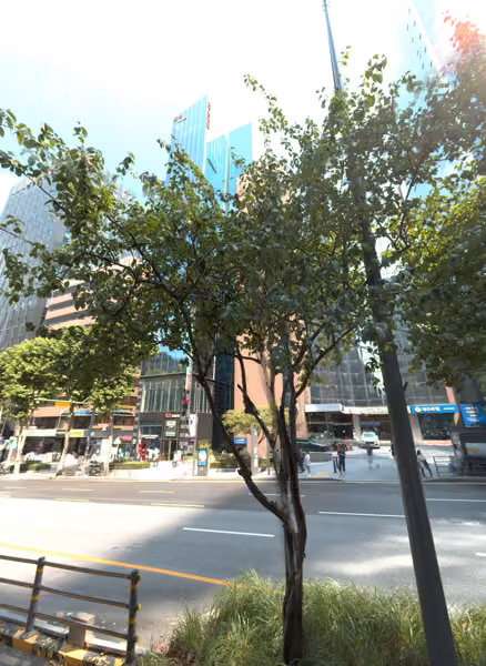 tree photo