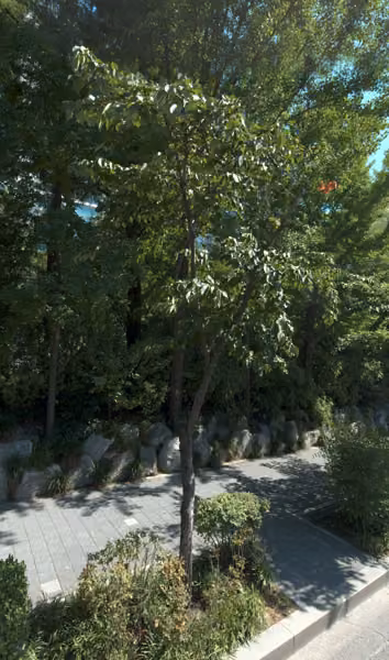 tree photo