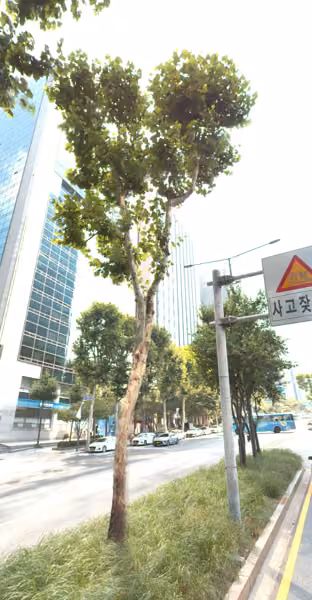 tree photo