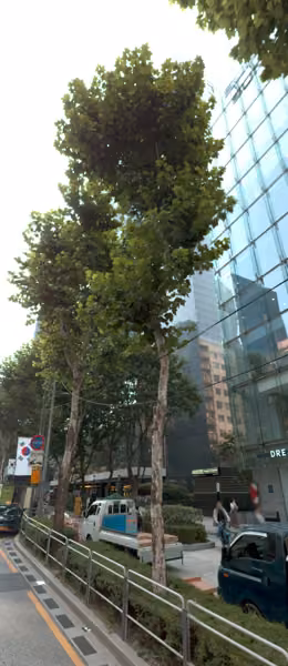 tree photo