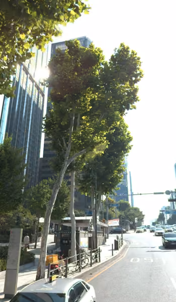 tree photo