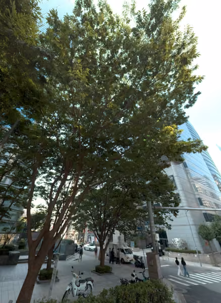 tree photo