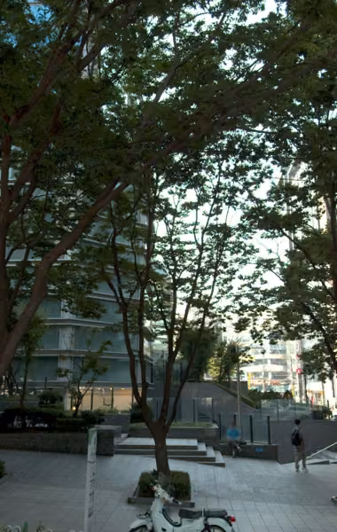 tree photo
