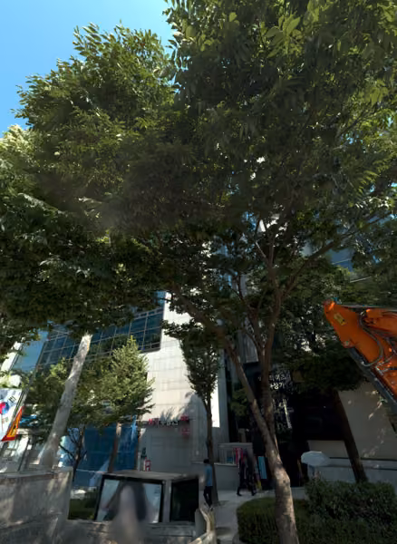 tree photo