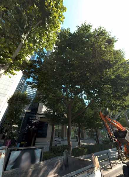 tree photo