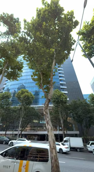 tree photo