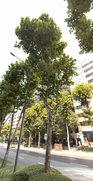 tree photo