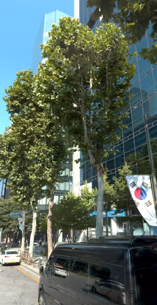 tree photo