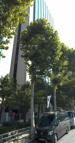 tree photo