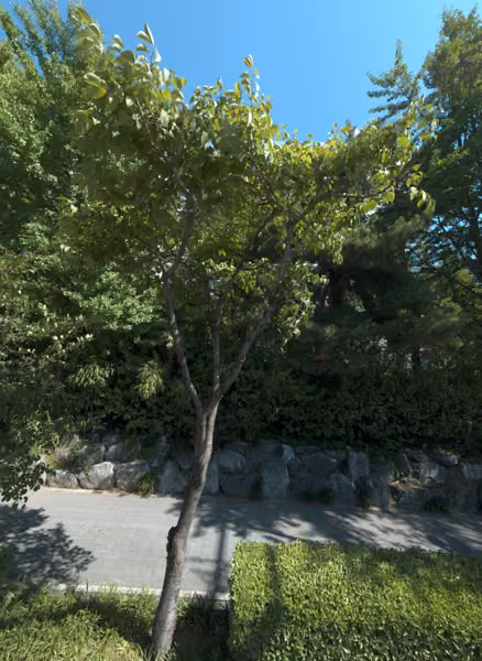 tree photo