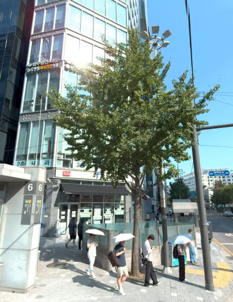 tree photo