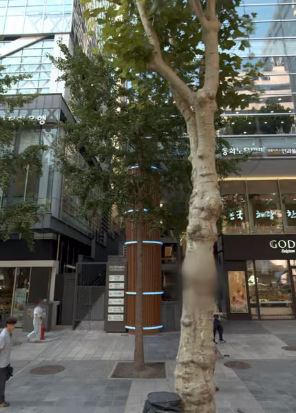 tree photo