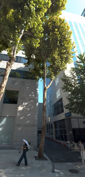 tree photo