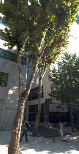 tree photo