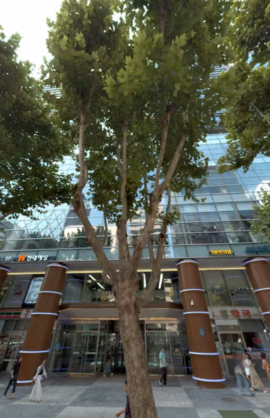 tree photo