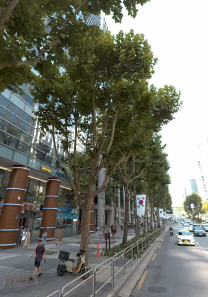 tree photo