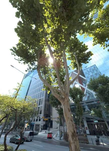 tree photo