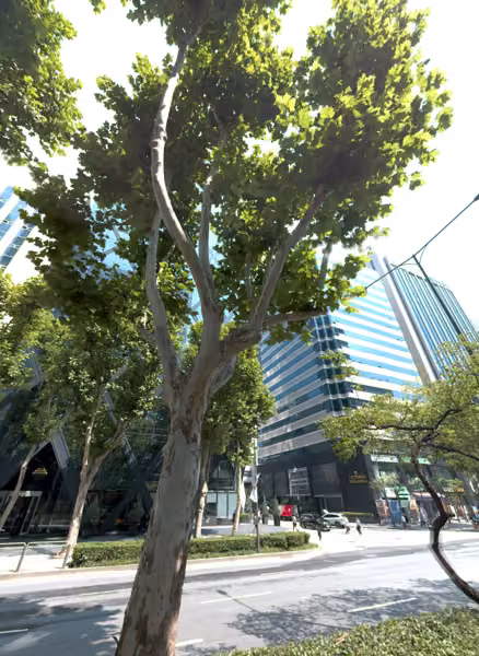 tree photo