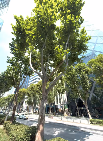 tree photo