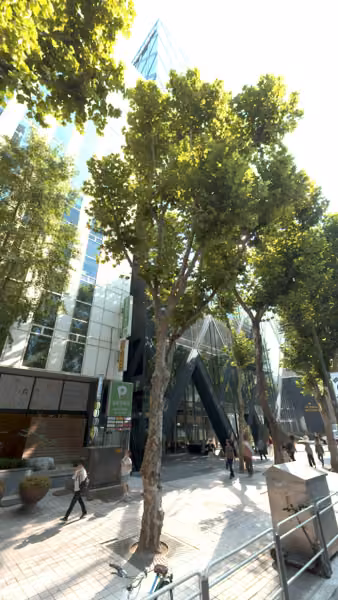 tree photo