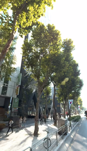tree photo