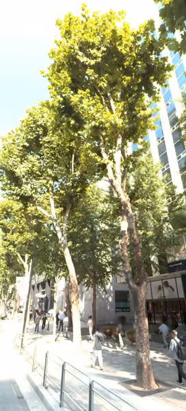 tree photo
