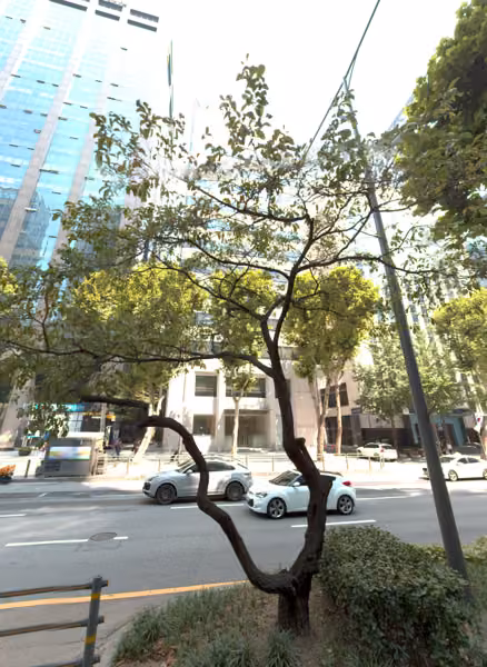 tree photo